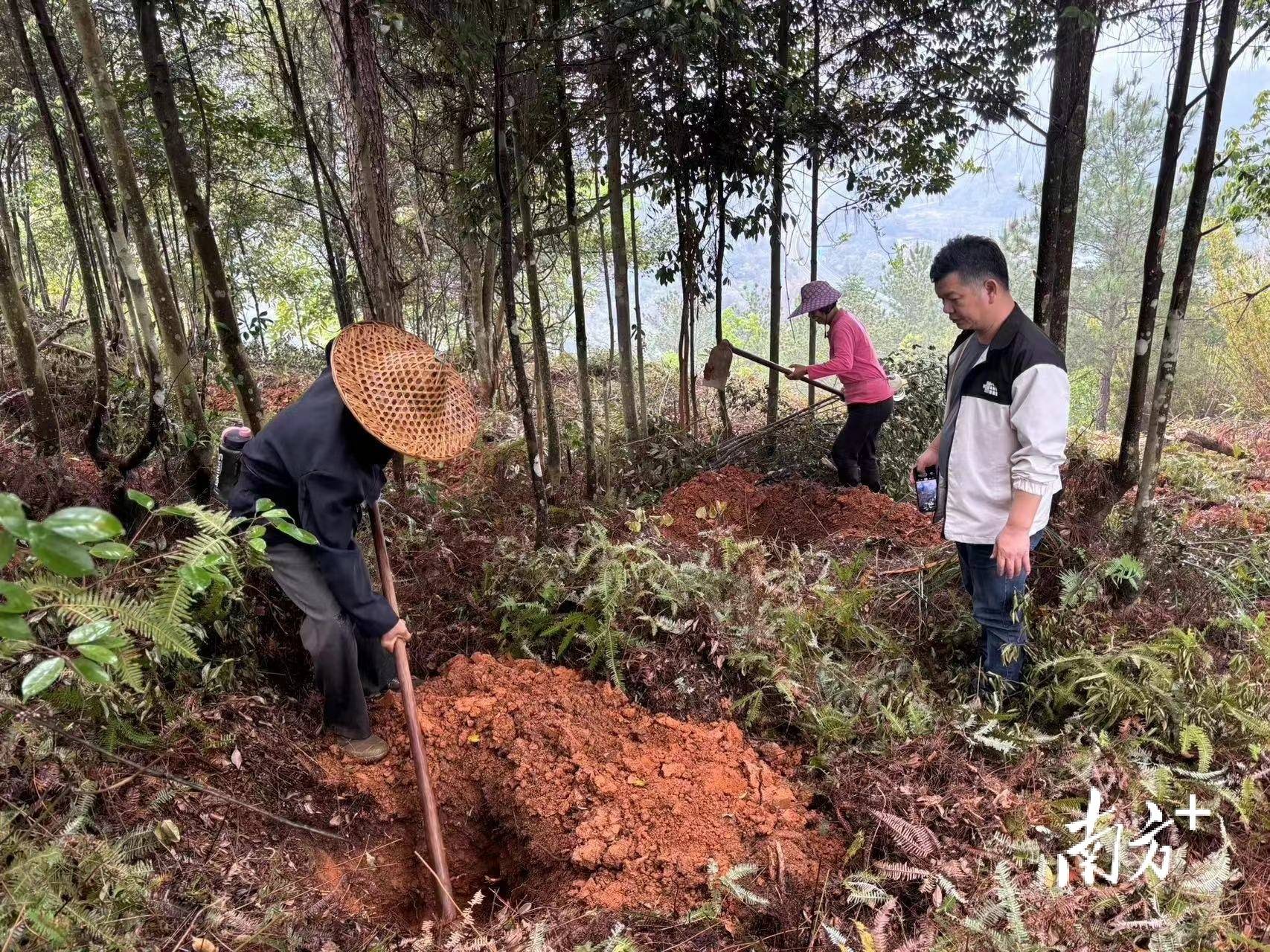大埔县极力加快胀动制林绿化工程进度(图1)